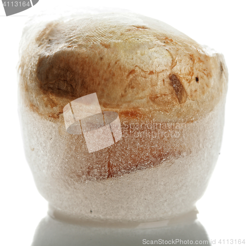 Image of Mushroom in ice cube
