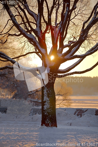 Image of Winter tree sunset