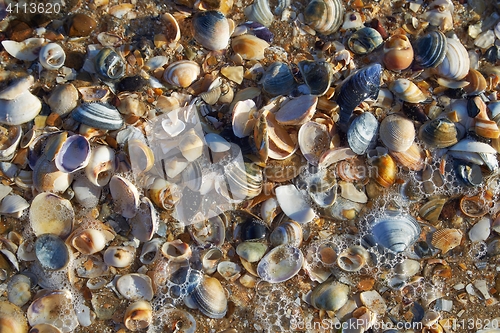 Image of Sheels on the seashore