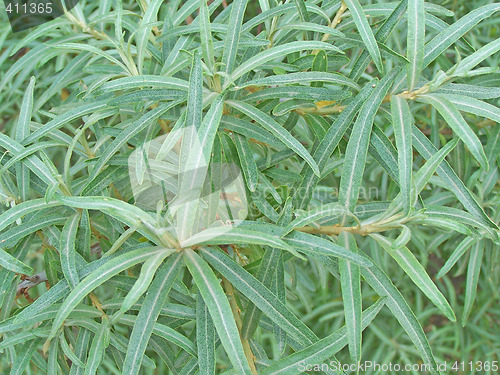 Image of Sea-buckthorn