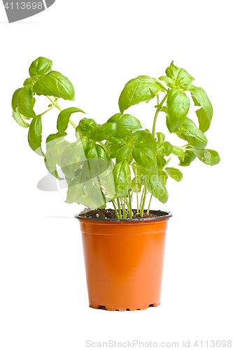 Image of Basil in pot