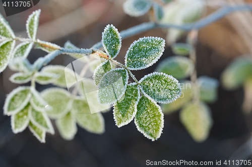 Image of Frozen leaves with frost