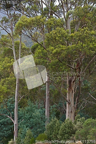 Image of Trees in the woods