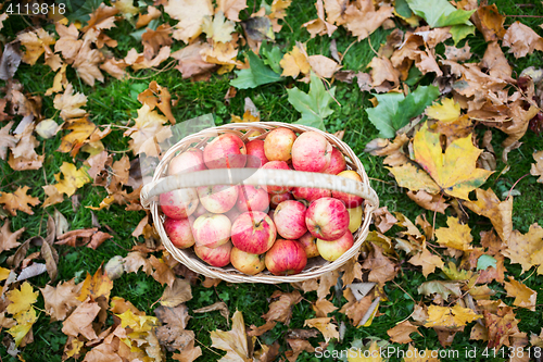 Image of wicker basket of ripe red apples at autumn garden