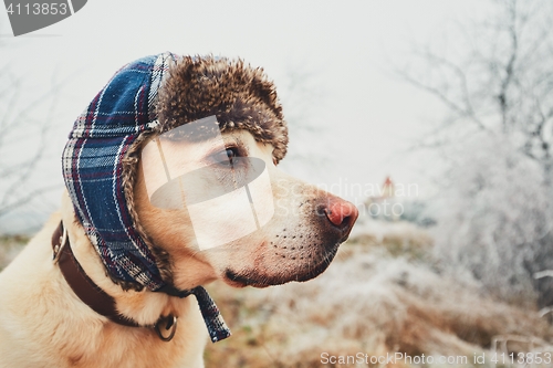 Image of Dog with cap in winter