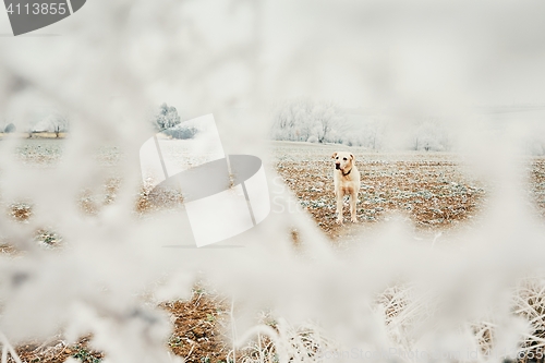 Image of Frosty day with dog