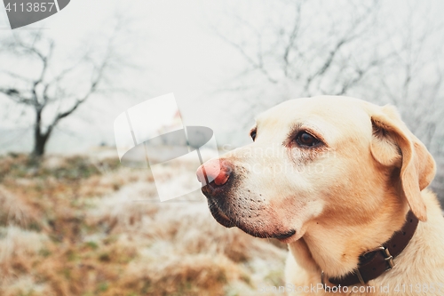 Image of Frosty day with dog