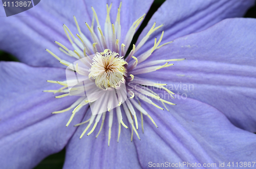 Image of Flax flowers close up