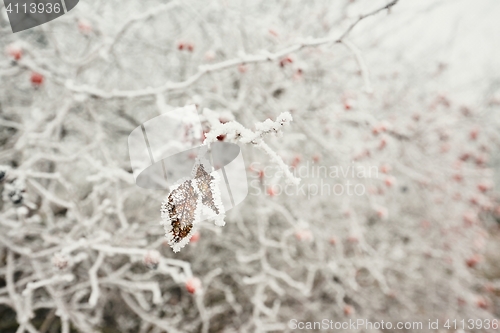 Image of Leaves under ice crystals