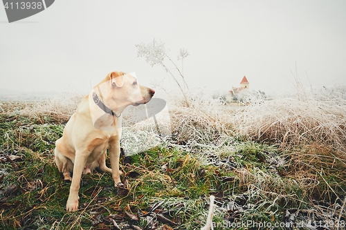 Image of Frosty day with dog