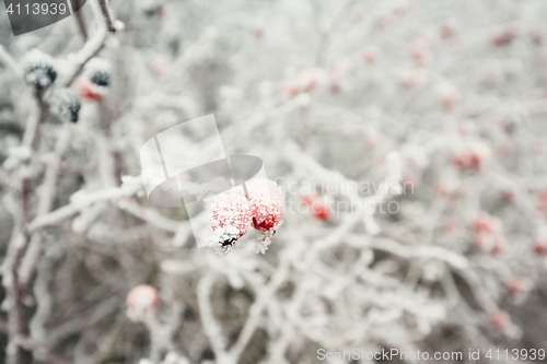 Image of Rose hip under ice crystals