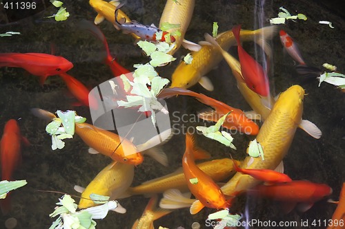 Image of Ornamental goldfish