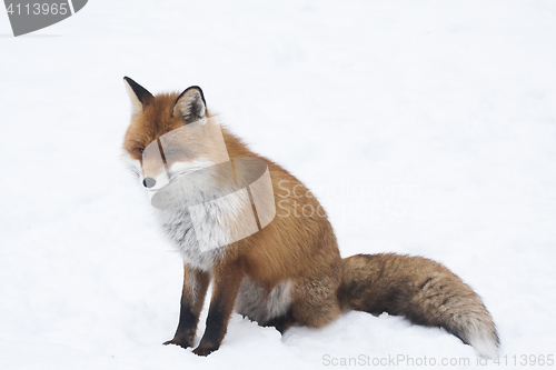 Image of sitting fox