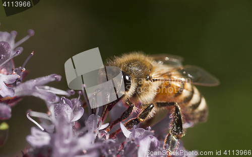 Image of honey bee