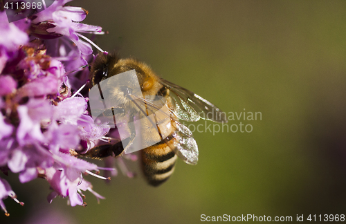 Image of honeybee