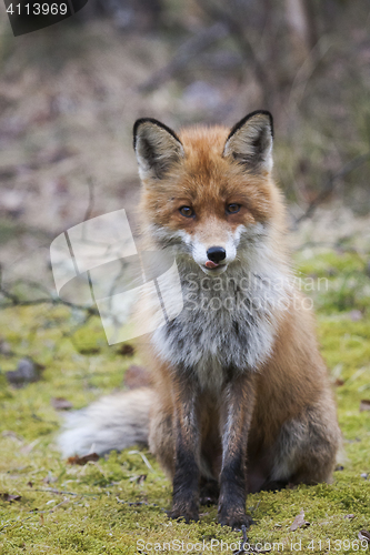 Image of sitting fox