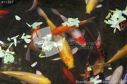 Image of Ornamental goldfish