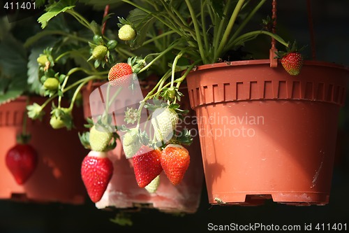 Image of Strawberry plants