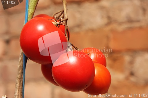 Image of Vine tomatoes