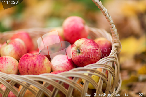 Image of wicker basket of ripe red apples at autumn garden