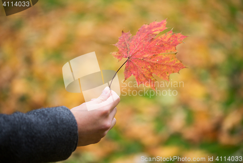 Image of close up of woman hands with autumn maple leaves