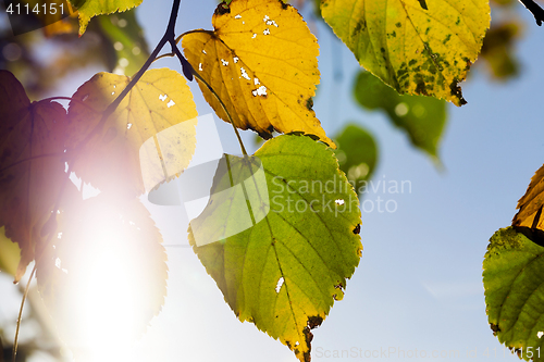 Image of trees in autumn season