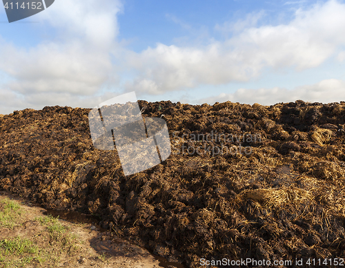 Image of are landed in a pile of manure