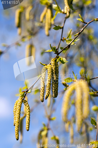 Image of birch trees in spring