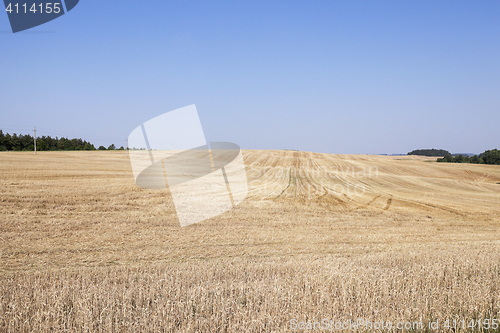 Image of Agricultural field with wheat