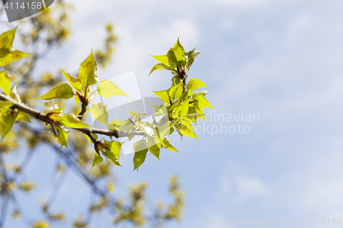 Image of linden trees in the spring