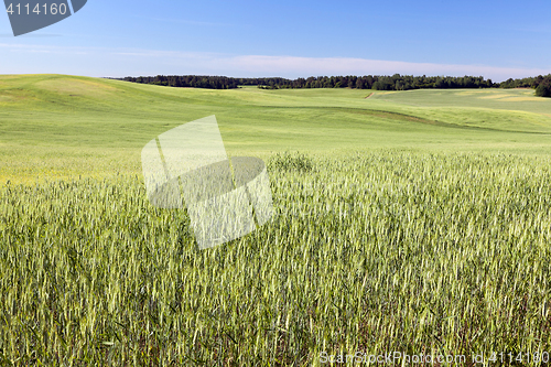 Image of Field with cereal