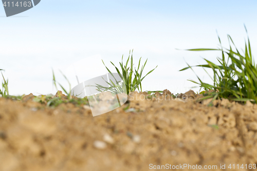 Image of young grass plants, close-up