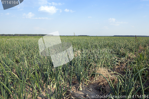 Image of field with green onions