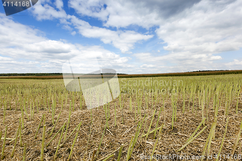 Image of collection rapeseed crop