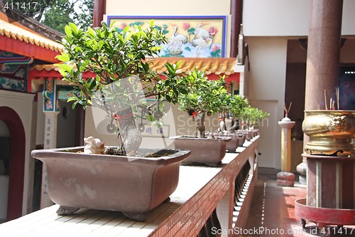 Image of Plants in chinese temple