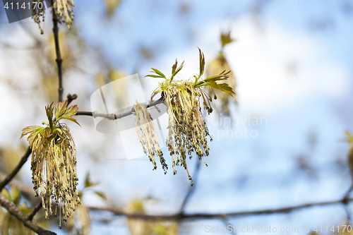 Image of flowering maple tree