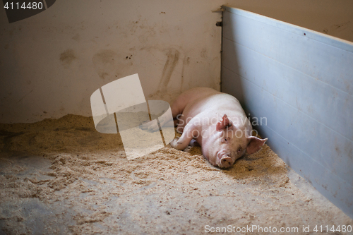 Image of Pig lying in a stable