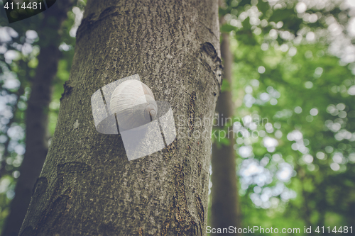 Image of Escargot snail on a tree