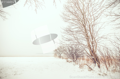 Image of Lonely trees in the snow