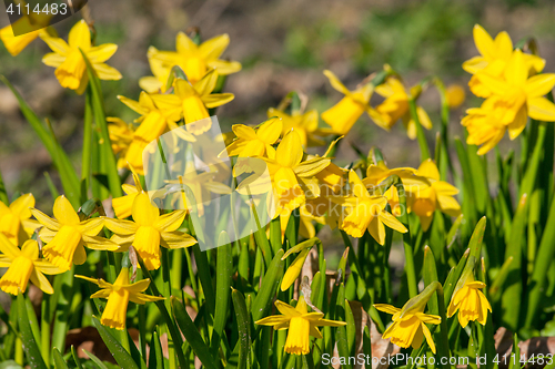 Image of Daffodils in a garden in the spring