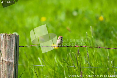 Image of Sparrow sitting in rural environment