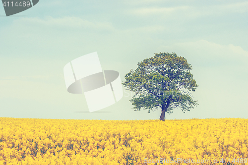 Image of Tree on a rapeseed field