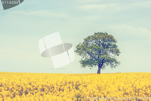 Image of Tree on a rapeseed field