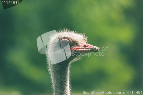 Image of Ostrich headshot on green background