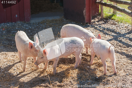 Image of Cute pink piglets in a pigsty