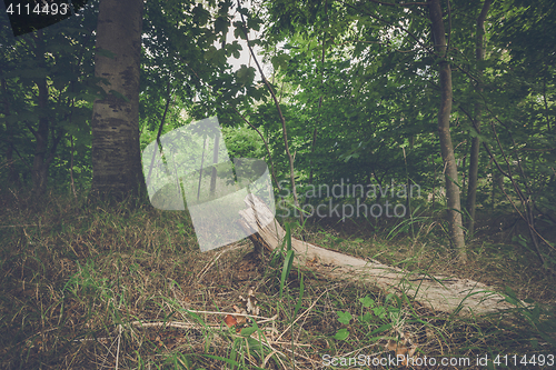 Image of Lumb of wood in a forest