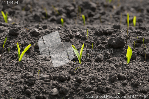 Image of Corn sprouts in the soil