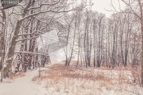 Image of Snow on tree branches in the forest