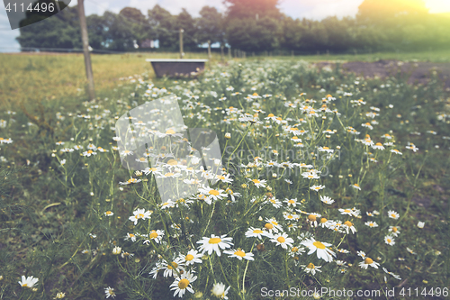 Image of Marguerite flowers on a meadow