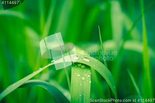 Image of Drops of rain on a green leaf